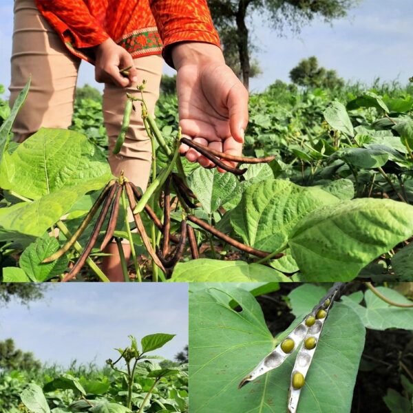 Wafadar Mung Whole (Ideal for cooking & sprouting, Whole Mung Beans with skin)  Afghani Origin - Image 3