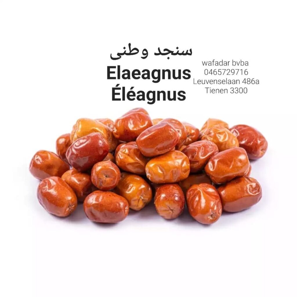 Wafadar Elaeagnus