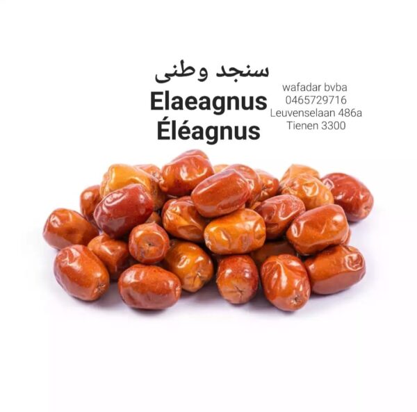 Wafadar Elaeagnus